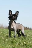 CHIEN NU CHINOIS 150
